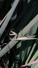 Mantis religiosa