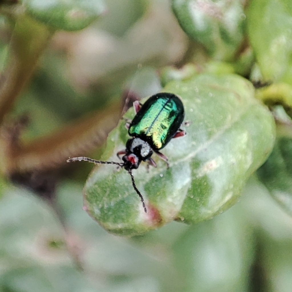 Disonycha camposi