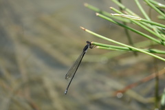 Pseudagrion commoniae