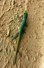 Lygodactylus conraui