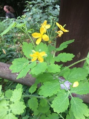 Chelidonium majus