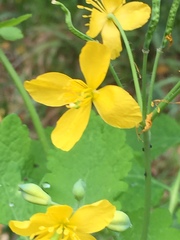 Chelidonium majus