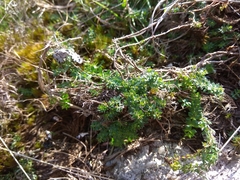Galium saxatile