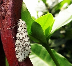 Alpenus maculosa