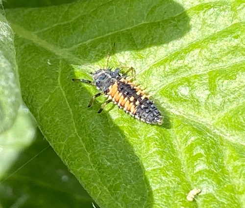 iNaturalist observation photo of Asian Lady Beetle