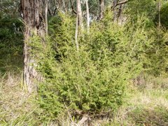 Kunzea leptospermoides