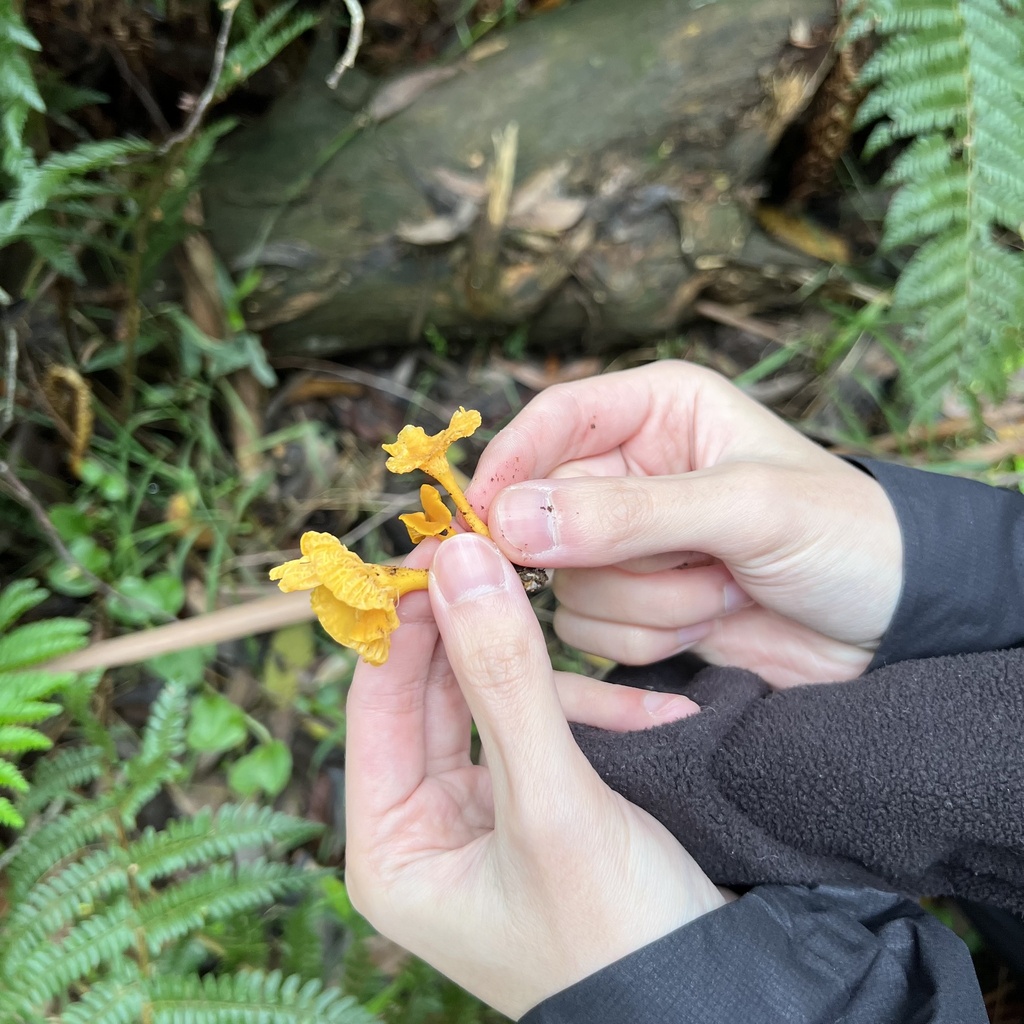 Australian chanterelle from Dandenong Ranges National Park, Sherbrooke