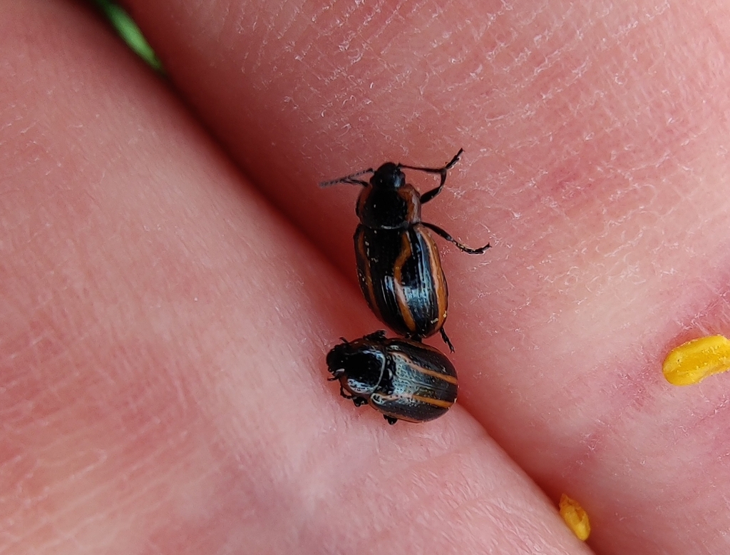 Prasocuris hannoveriana