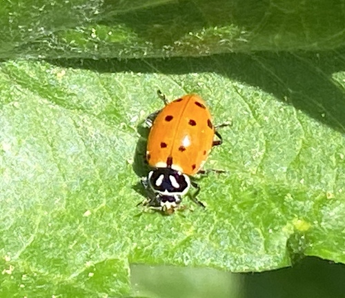 iNaturalist observation photo of Convergent Lady Beetle