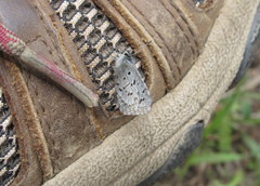 Celastrina echo sidara