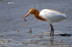 Bubulcus ibis coromandus