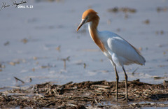 Bubulcus ibis coromandus