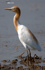 Bubulcus ibis coromandus