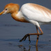 Eastern Cattle Egret - Photo (c) Kim, Hyun-tae, some rights reserved (CC BY), uploaded by Kim, Hyun-tae
