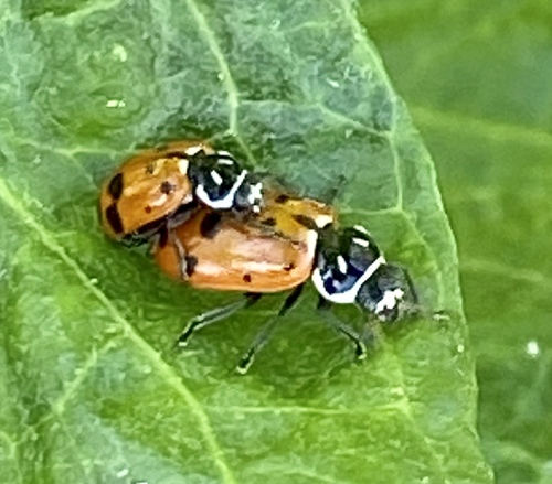iNaturalist observation photo of Convergent Lady Beetle