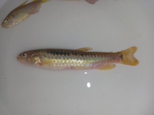 Twospot lebiasina (Lebiasina bimaculata) — Lebiasinidae — 3
