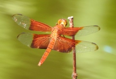 Camacinia gigantea