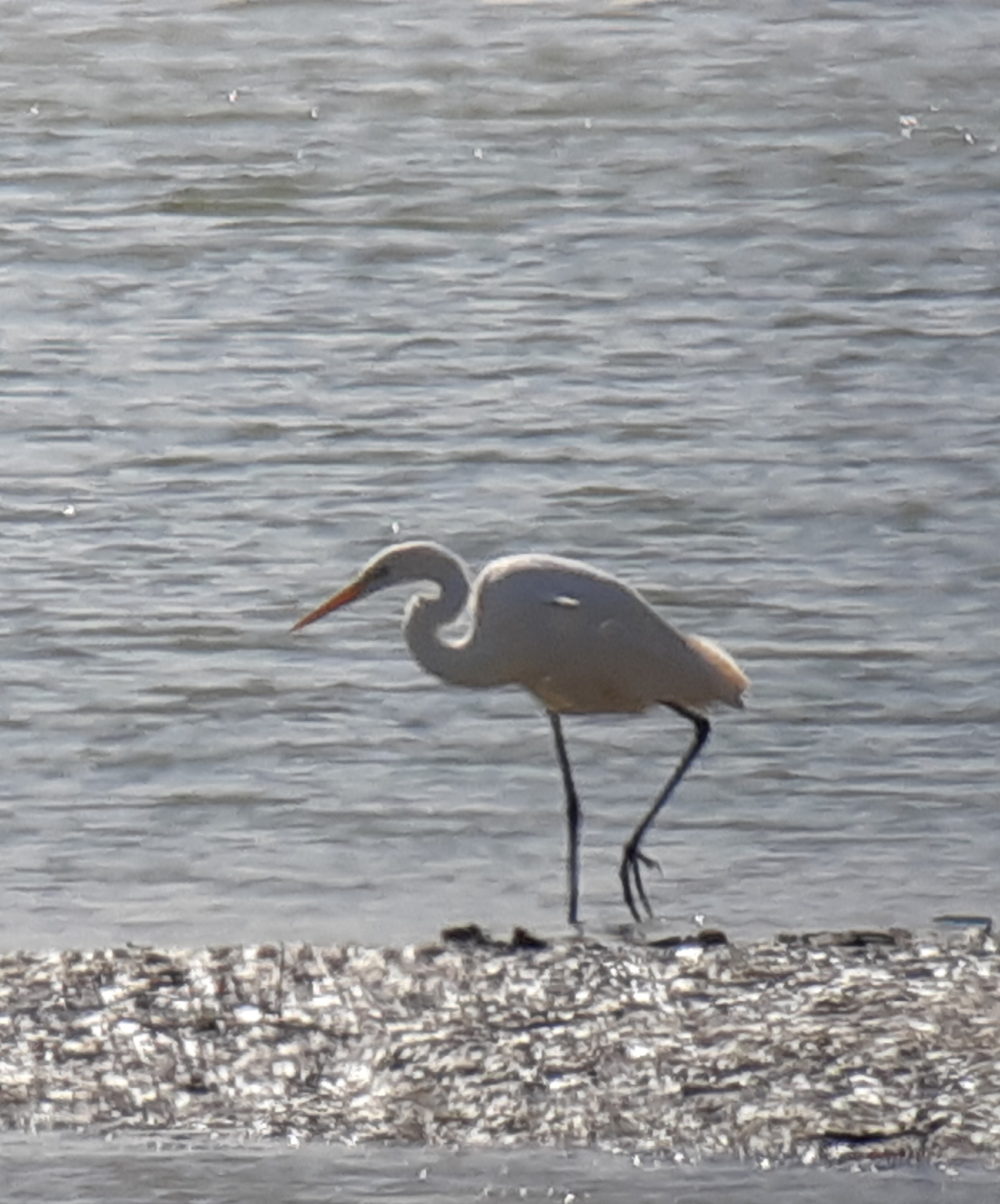 Great Egret