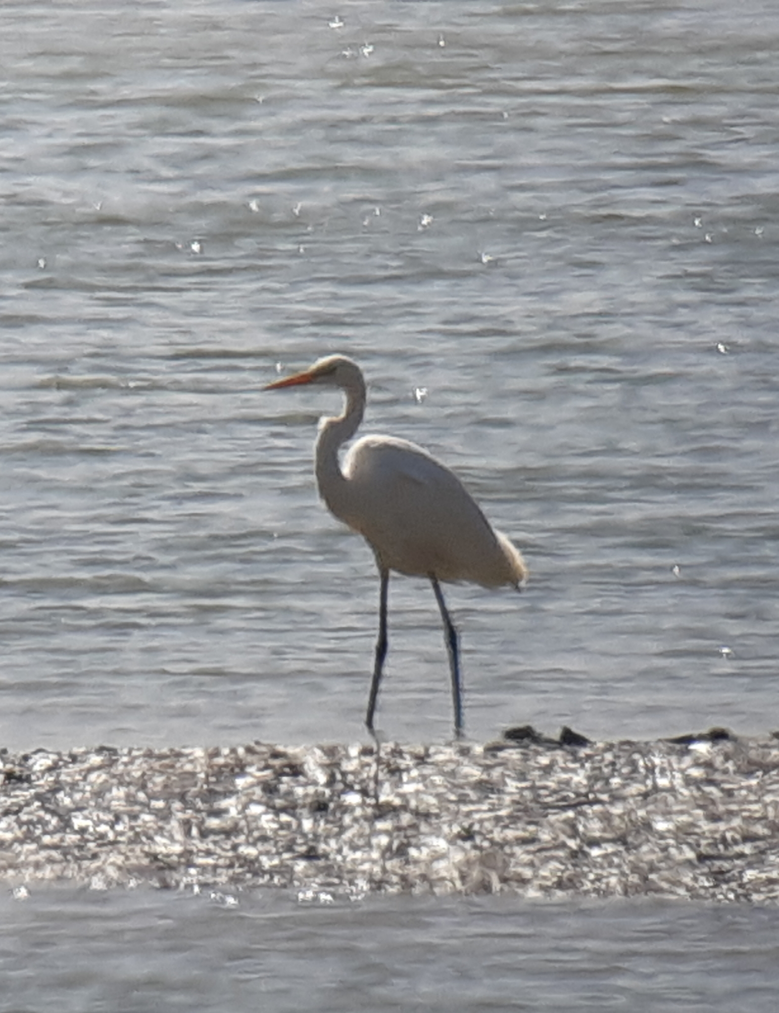 Great Egret