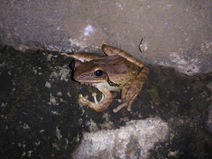 Polypedates leucomystax