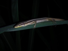 Takydromus sexlineatus