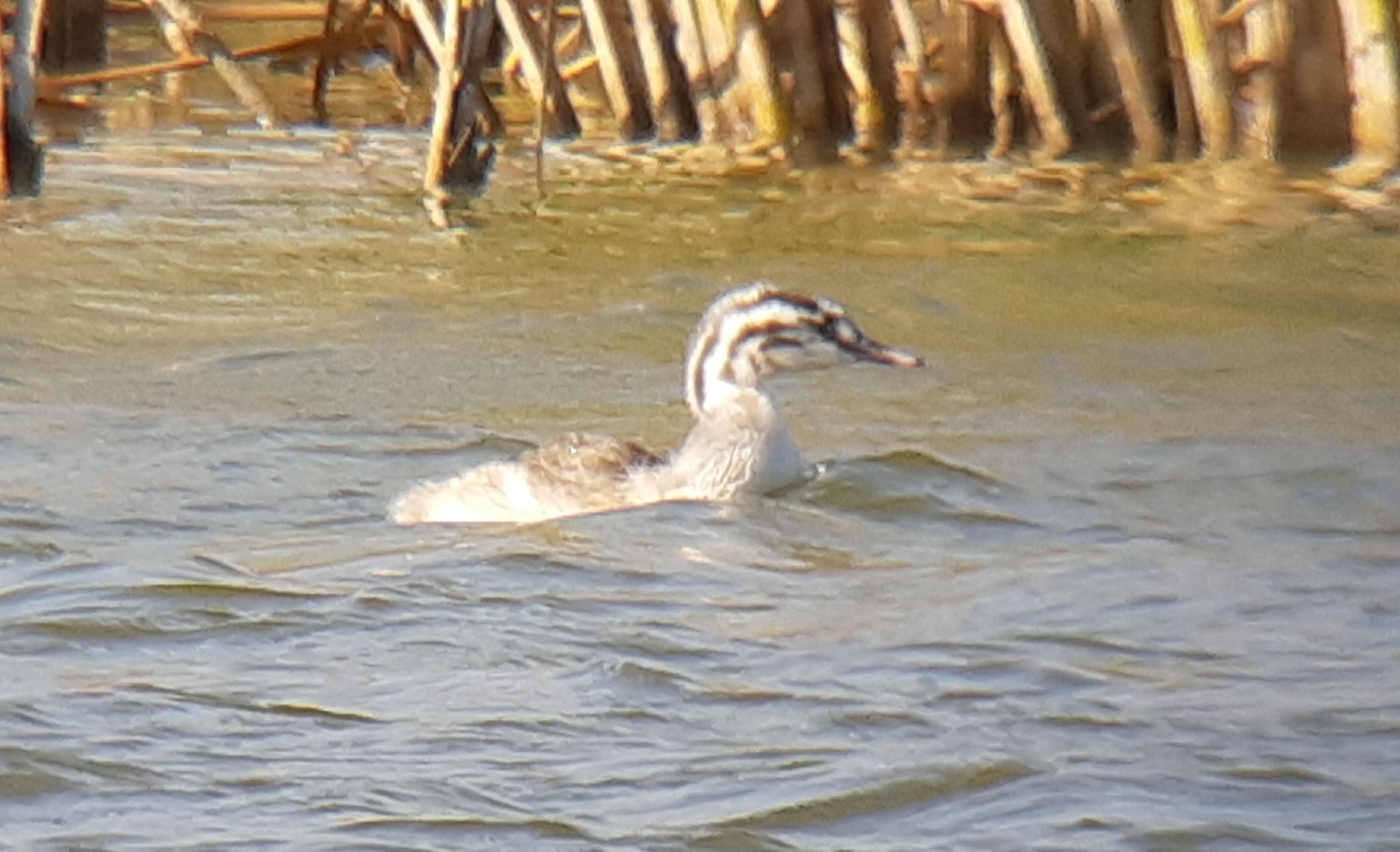 Great Crested Grebe