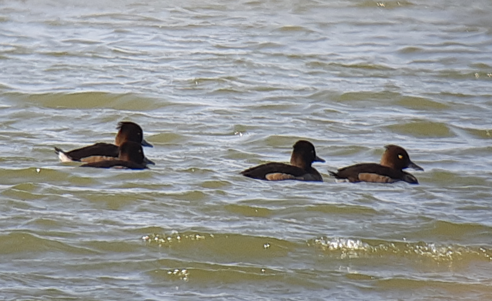 Tufted Duck