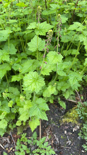 Tolmiea menziesii