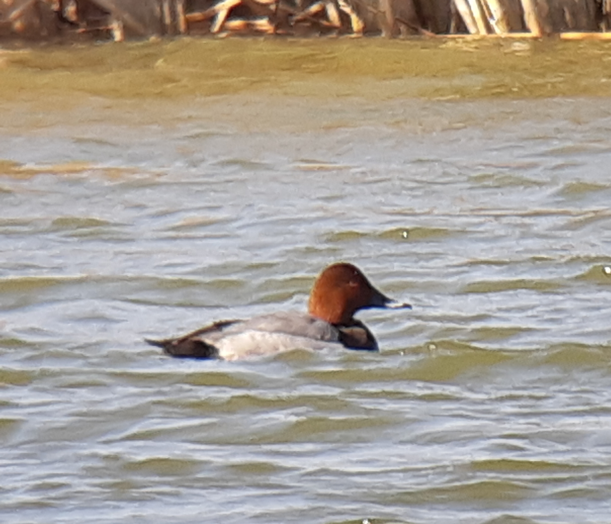 Common Pochard