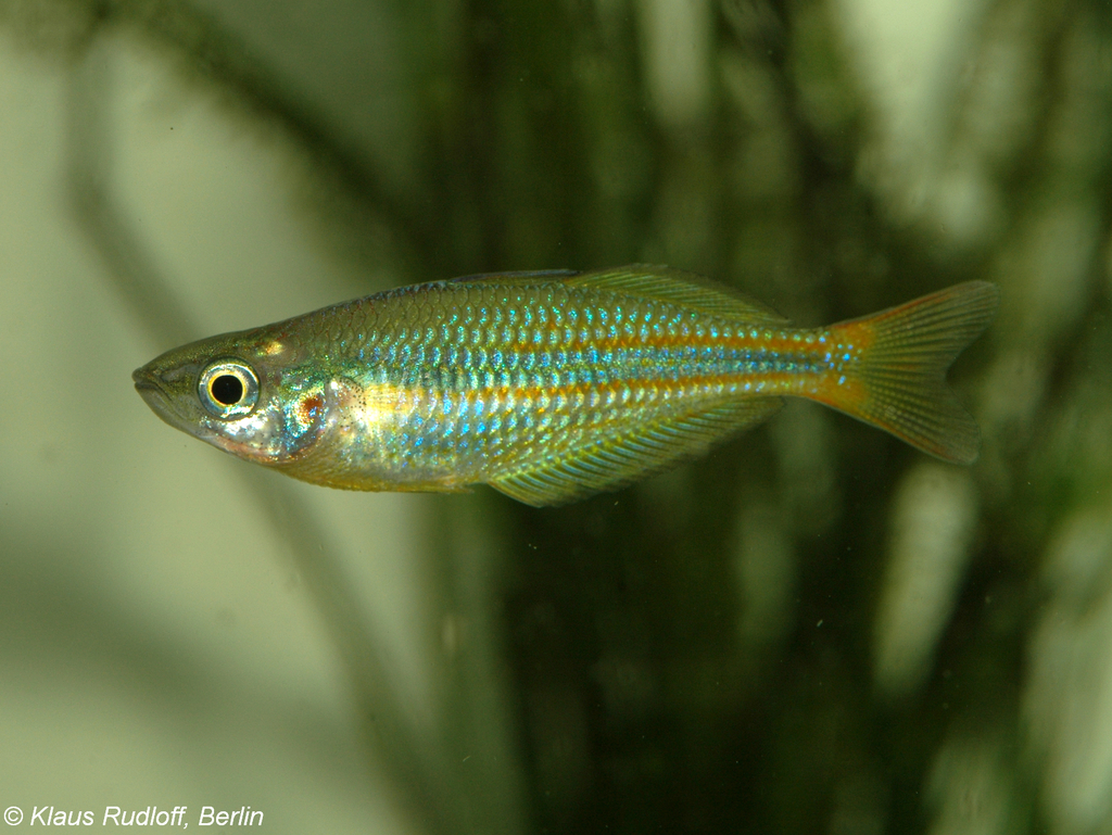 Arc-en-ciel du lac Tebera (Melanotaenia herbertaxelrodi)