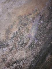 Hemidactylus frenatus