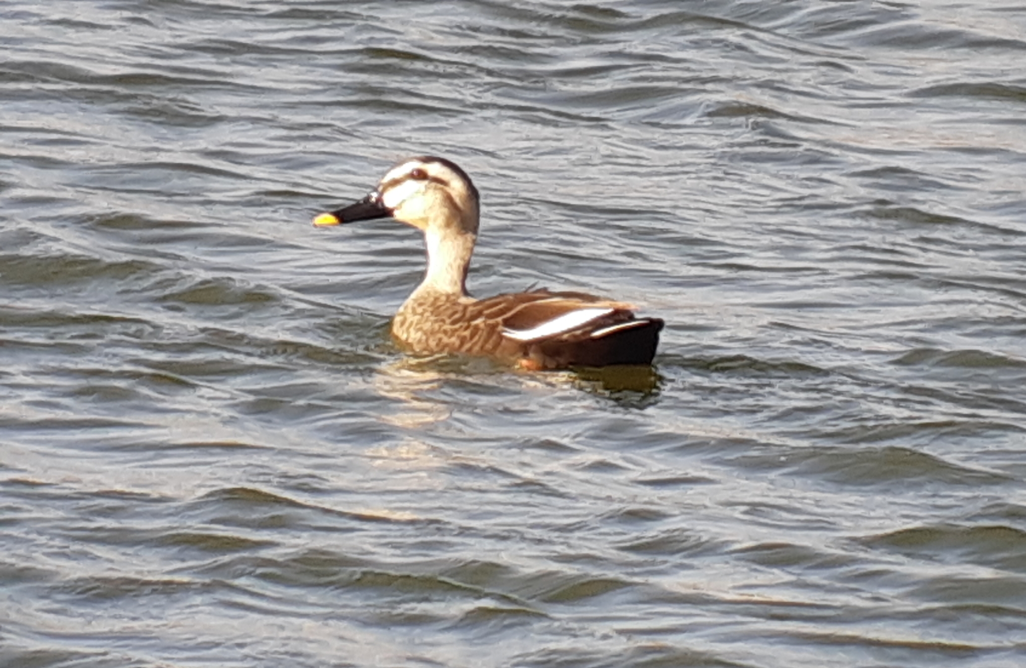 Eastern Spot-billed Duck