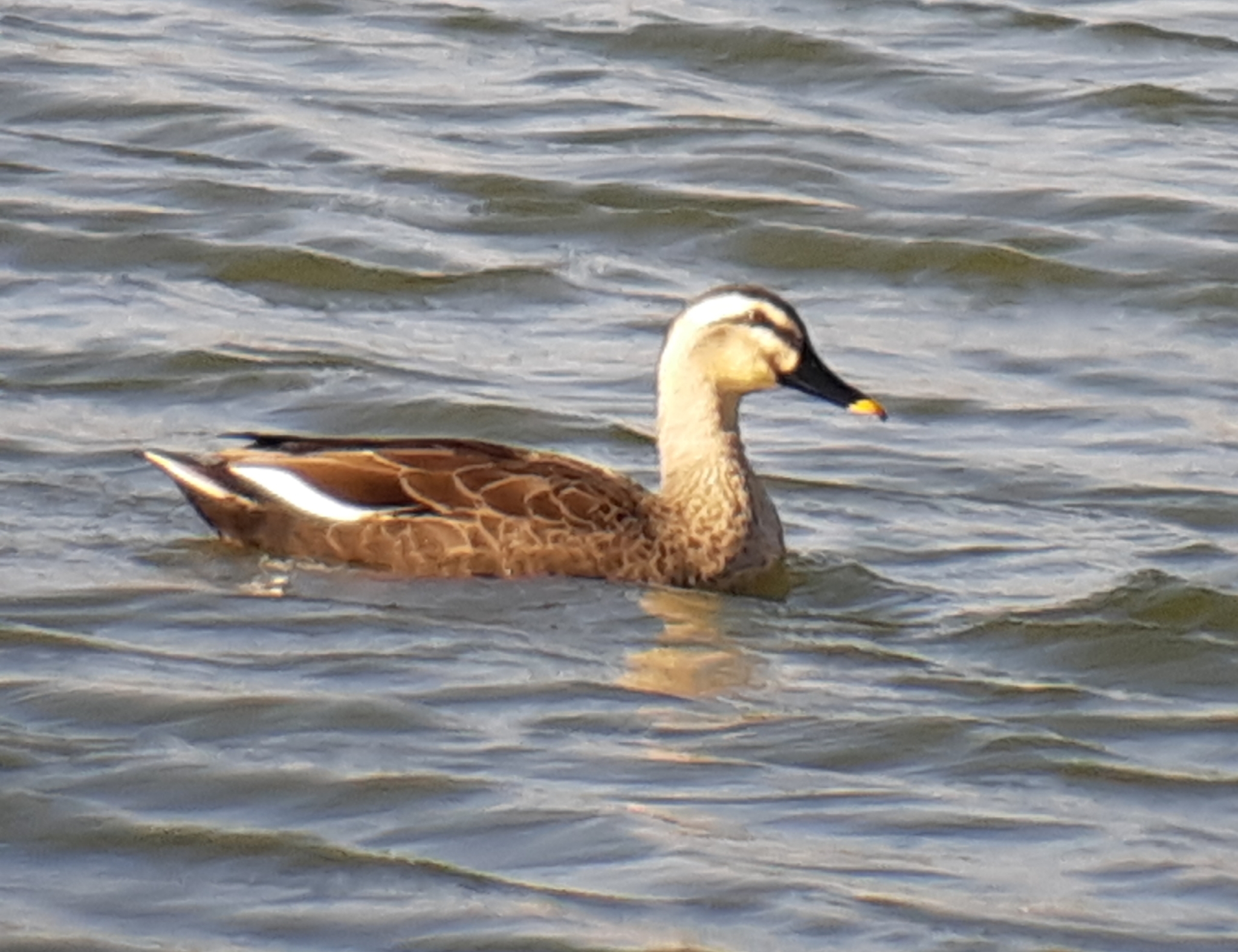 Eastern Spot-billed Duck