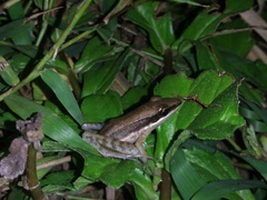 Indosylvirana nicobariensis