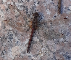 Sympetrum