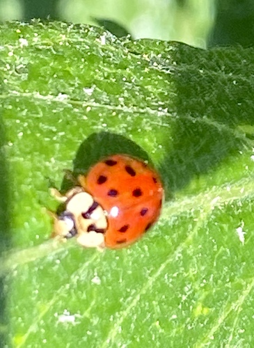 iNaturalist observation photo of Asian Lady Beetle