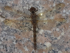 Sympetrum