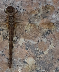 Sympetrum