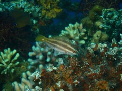 Rusty Parrotfish photo 3