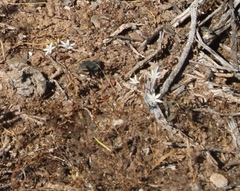 Ornithogalum hispidum