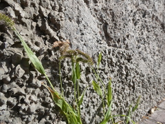 Setaria verticillata image