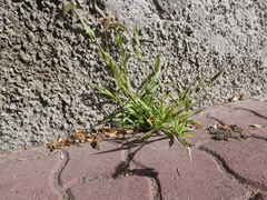 Setaria verticillata image