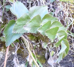Gingidia montana