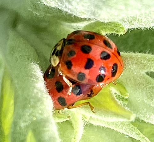 iNaturalist observation photo of Asian Lady Beetle