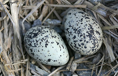 Charadrius alexandrinus