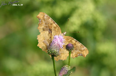 Polygonia c-aureum