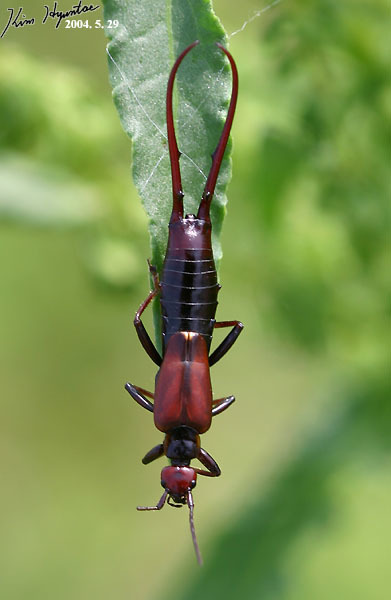 Forficuloidea