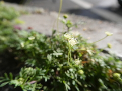 Cotula australis image