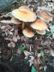 Hypholoma fasciculare