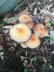 Hypholoma fasciculare